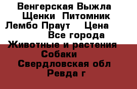 Венгерская Выжла. Щенки. Питомник Лембо Праут. › Цена ­ 35 000 - Все города Животные и растения » Собаки   . Свердловская обл.,Ревда г.